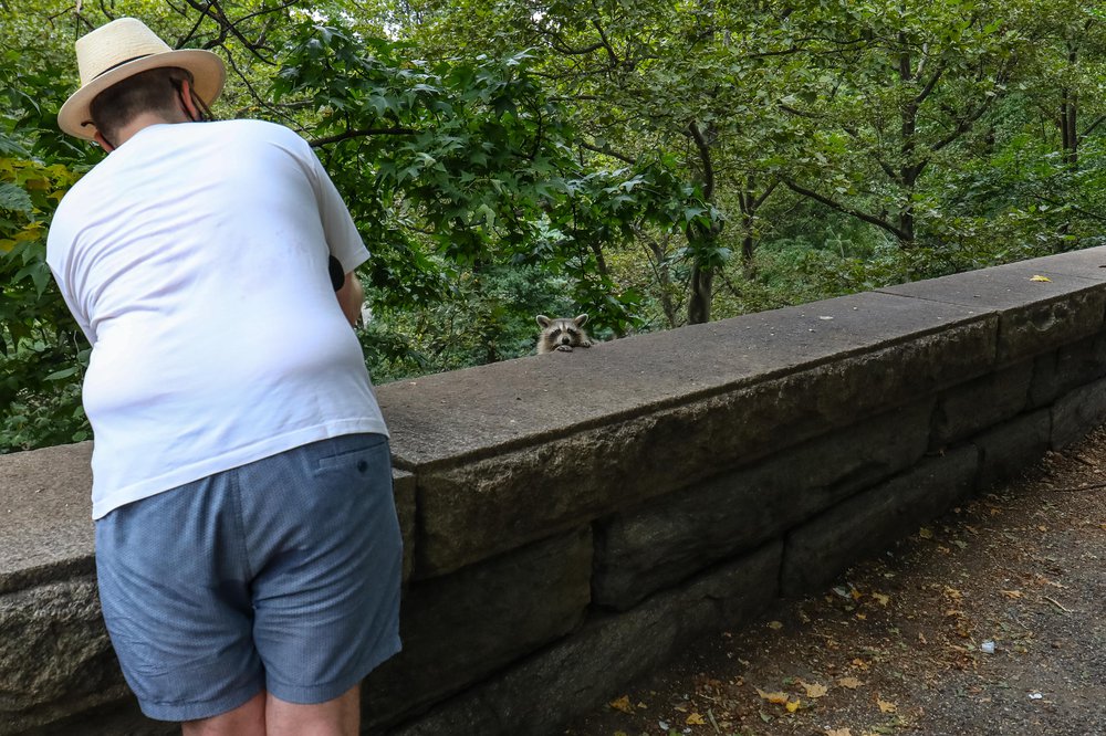 racoons-36.jpg Photos of raccoons who live in Riverside Park