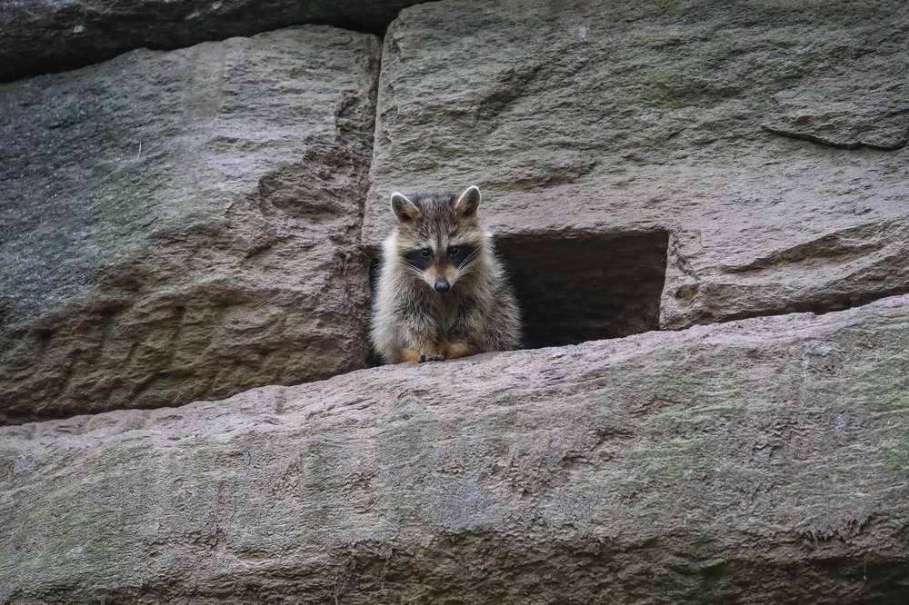 racoons-49.jpg Photos of raccoons who live in Riverside Park