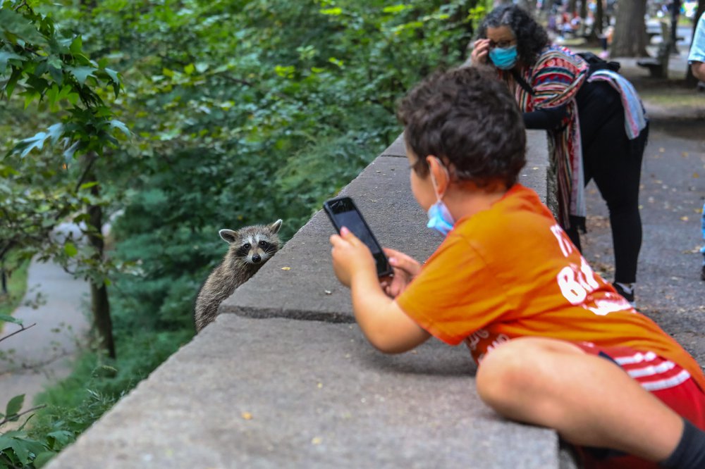 racoons-54.jpg Photos of raccoons who live in Riverside Park