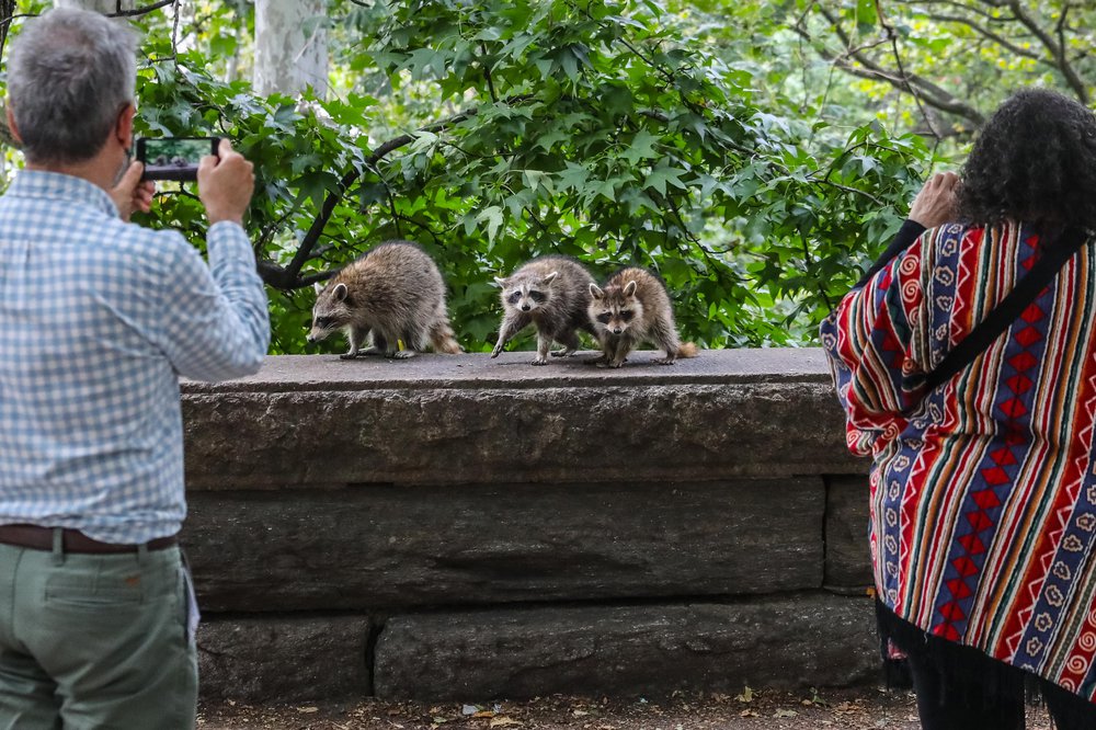 racoons-60.jpg Photos of raccoons who live in Riverside Park