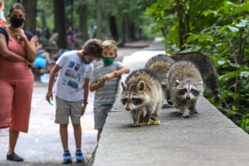 racoons-63.jpg Photos of raccoons who live in Riverside Park