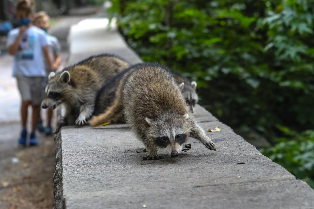 racoons-67.jpg Photos of raccoons who live in Riverside Park
