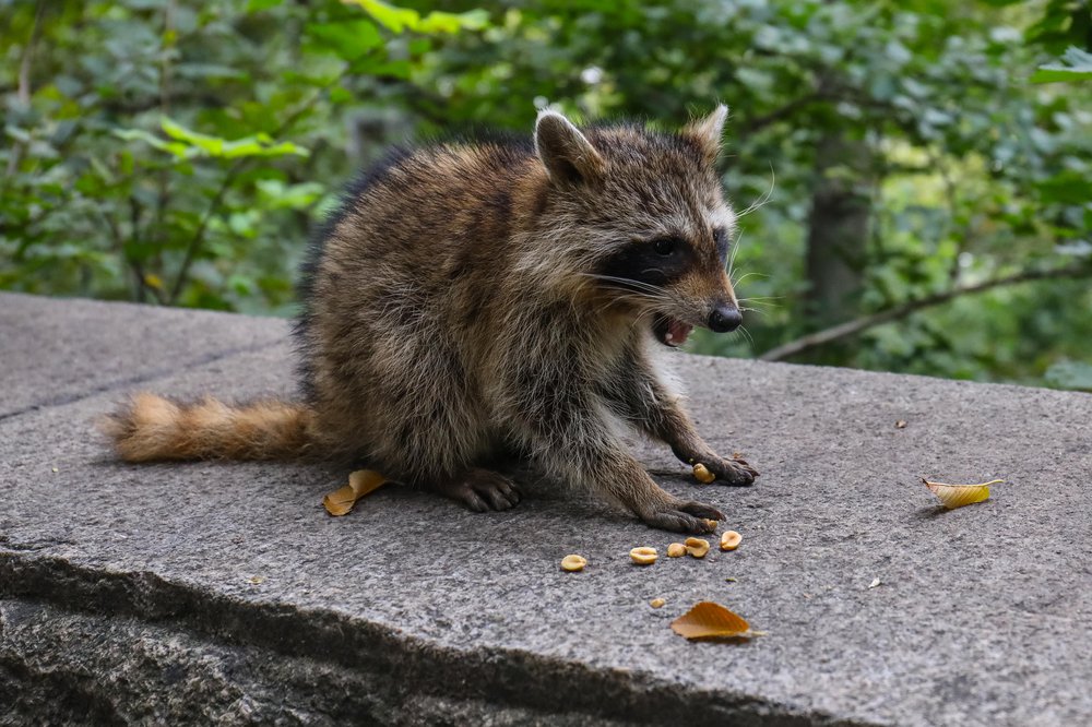 racoons-71.jpg Photos of raccoons who live in Riverside Park
