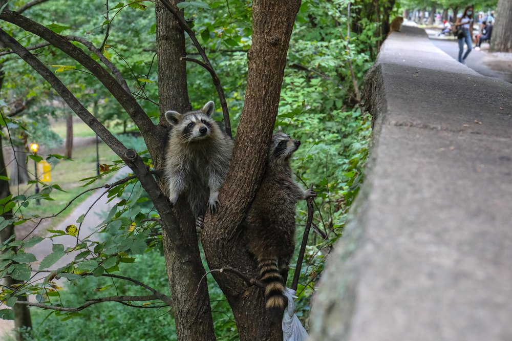 racoons-81.jpg Photos of raccoons who live in Riverside Park