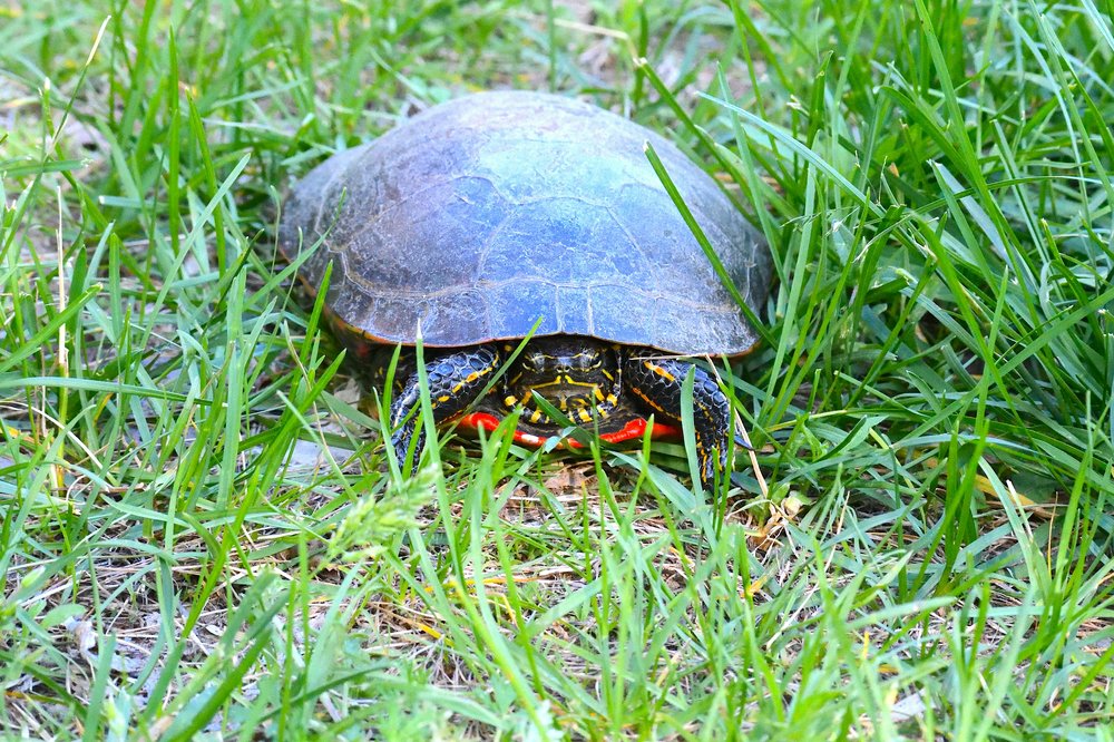Turtle standing in grass.