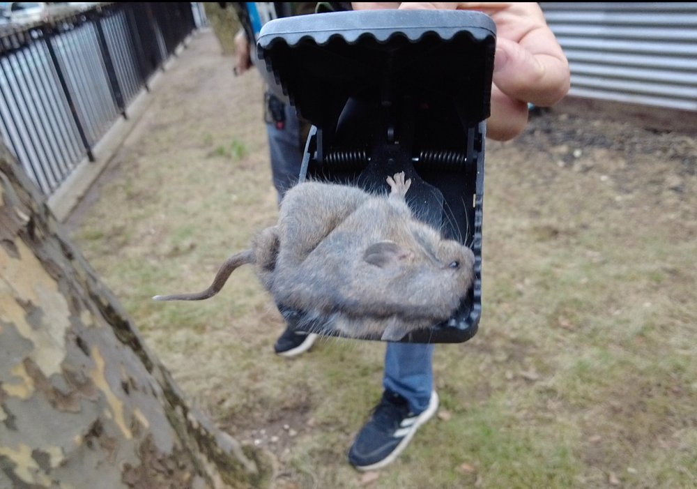 A dead rat in a mouse trap.