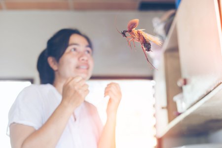 When temperatures soar, so do cockroaches.