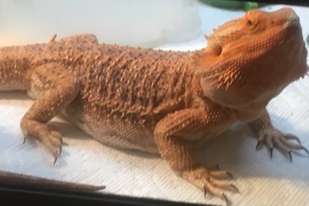 Sandy, the stolen bearded dragon lizard.