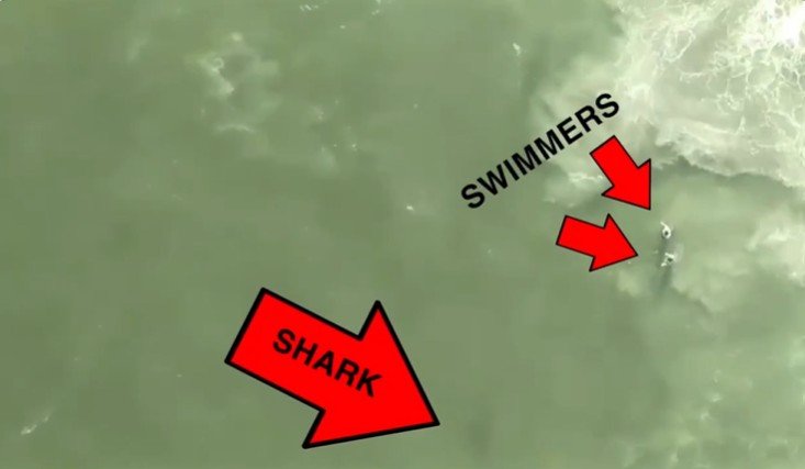 A screengrab of drone footage showing a shark near swimmers.