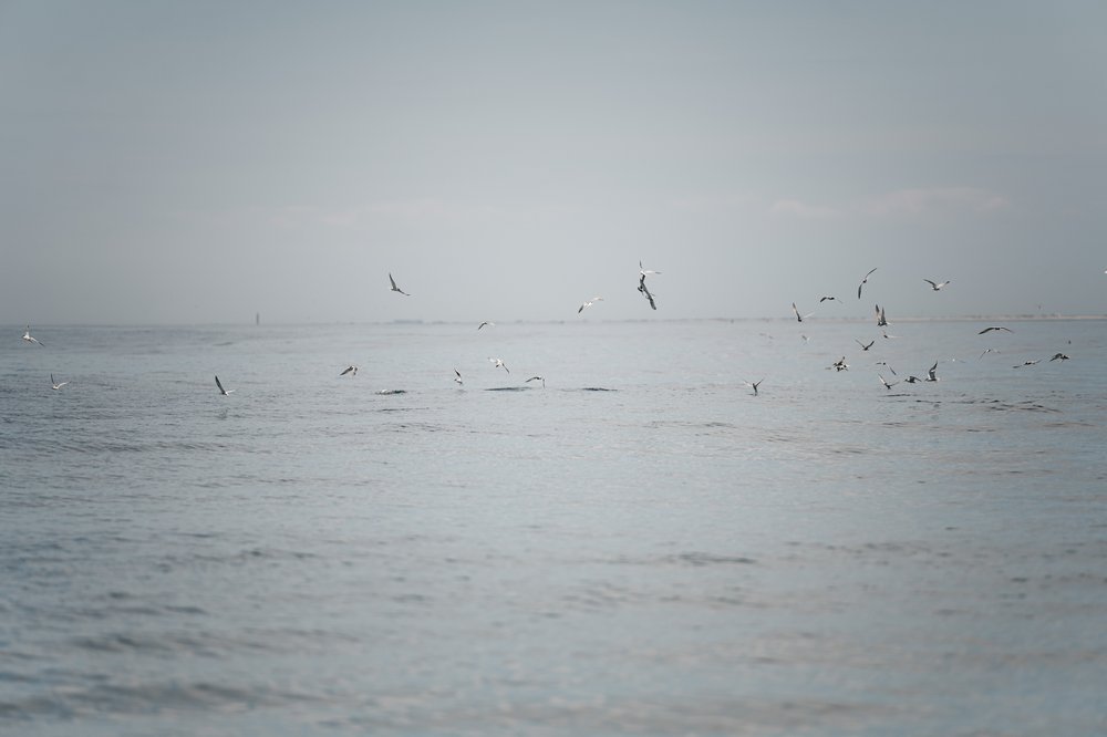 Shorebirds feasting on a school of baitfish