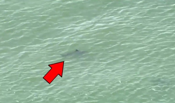 A drone shot of a shark.