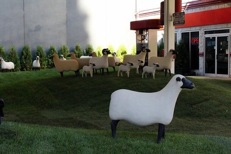 sheep071619.jpg