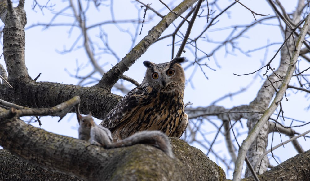 An owl in a tree