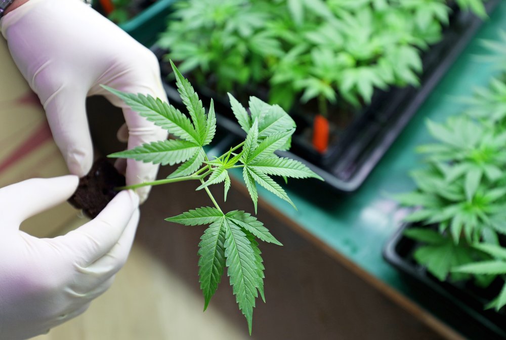 In New Jersey, it's legal to purchase marijuana from a dispensary and to possess it — but not to grow it at home.