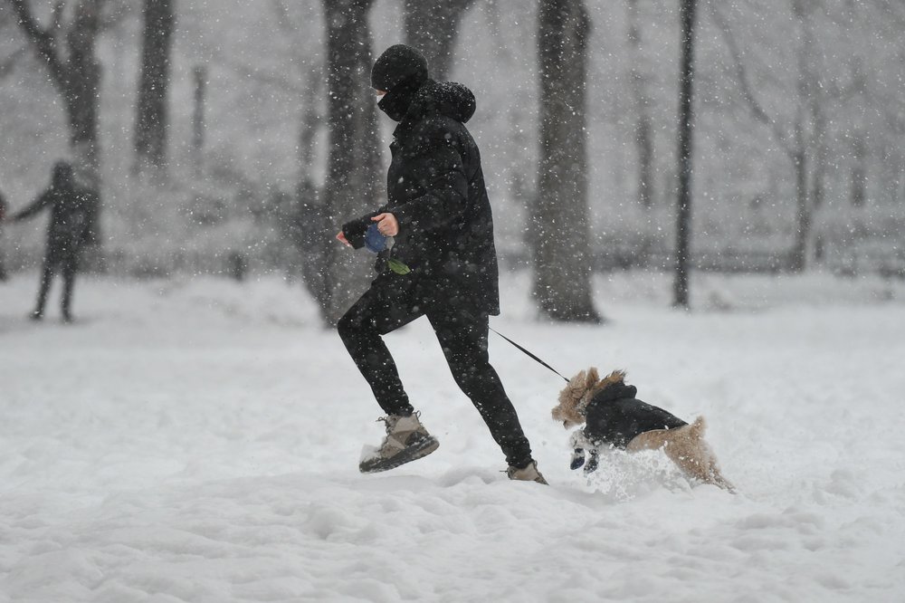 A dog in McCarren Park in 2021.