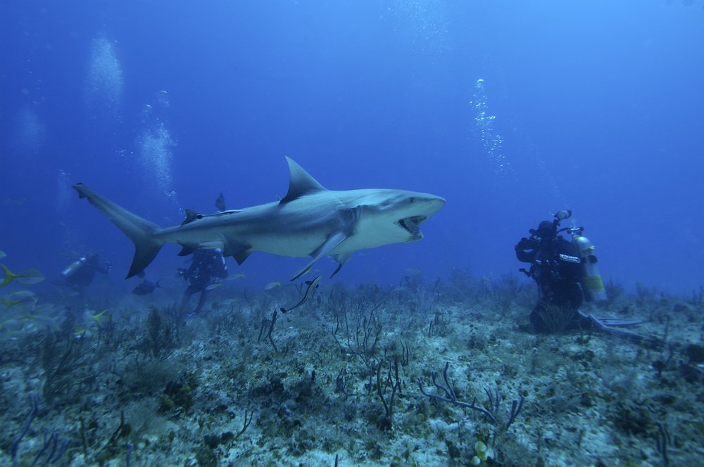 A photo of a bull shark in the Atlantic Ocean