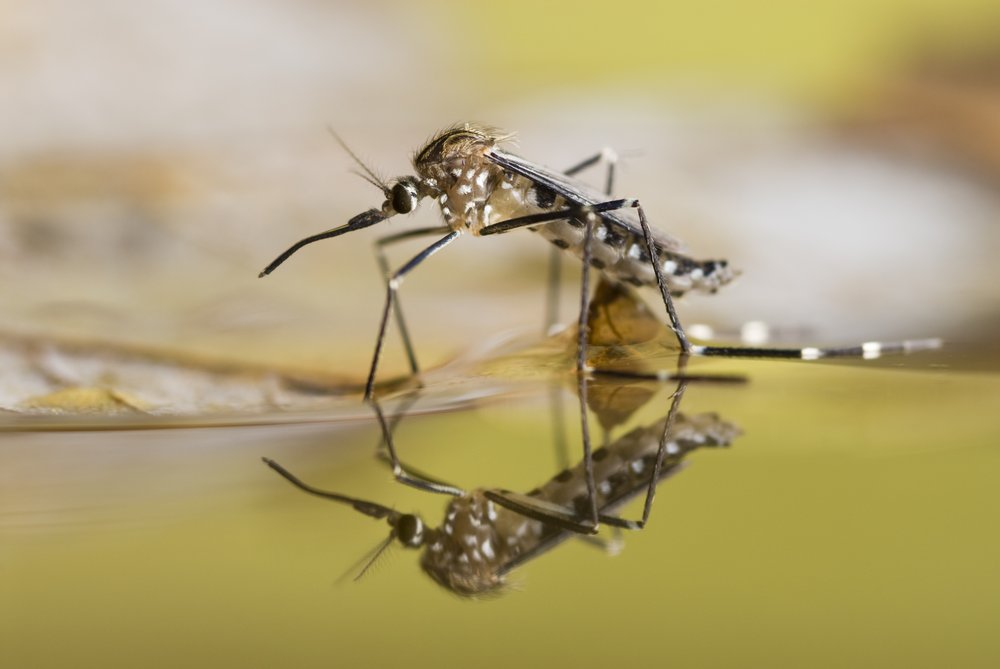 a mosquito on water