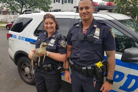Police have handed the gator, named Charlie, over to the Brooklyn Animal Care Shelter.