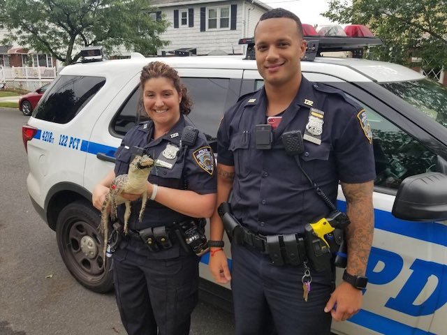 Police have handed the gator, named Charlie, over to the Brooklyn Animal Care Shelter.