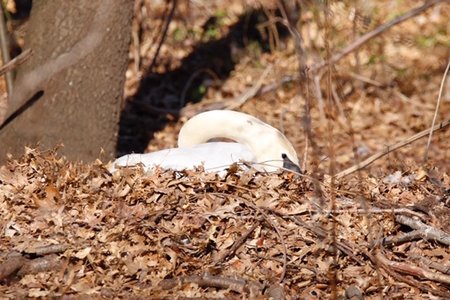 A swan parent guards the nest.
