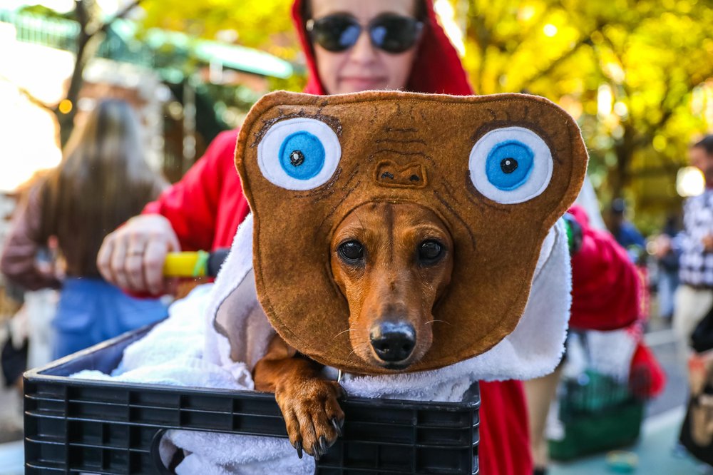 A dog dressed as ET.