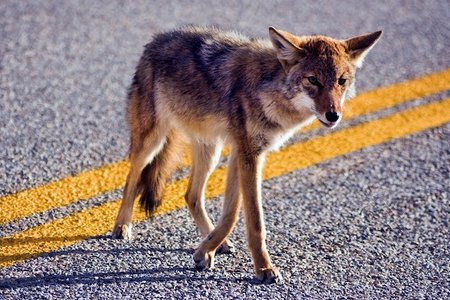 Coyote sightings have skyrocketed in the past three years.