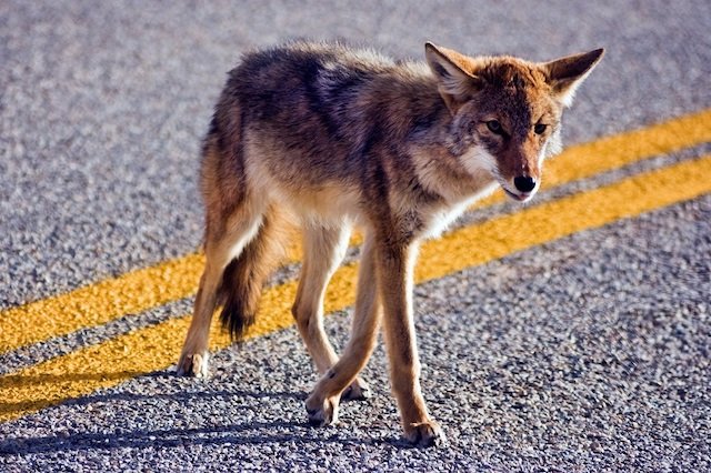 Coyote sightings have skyrocketed in the past three years.