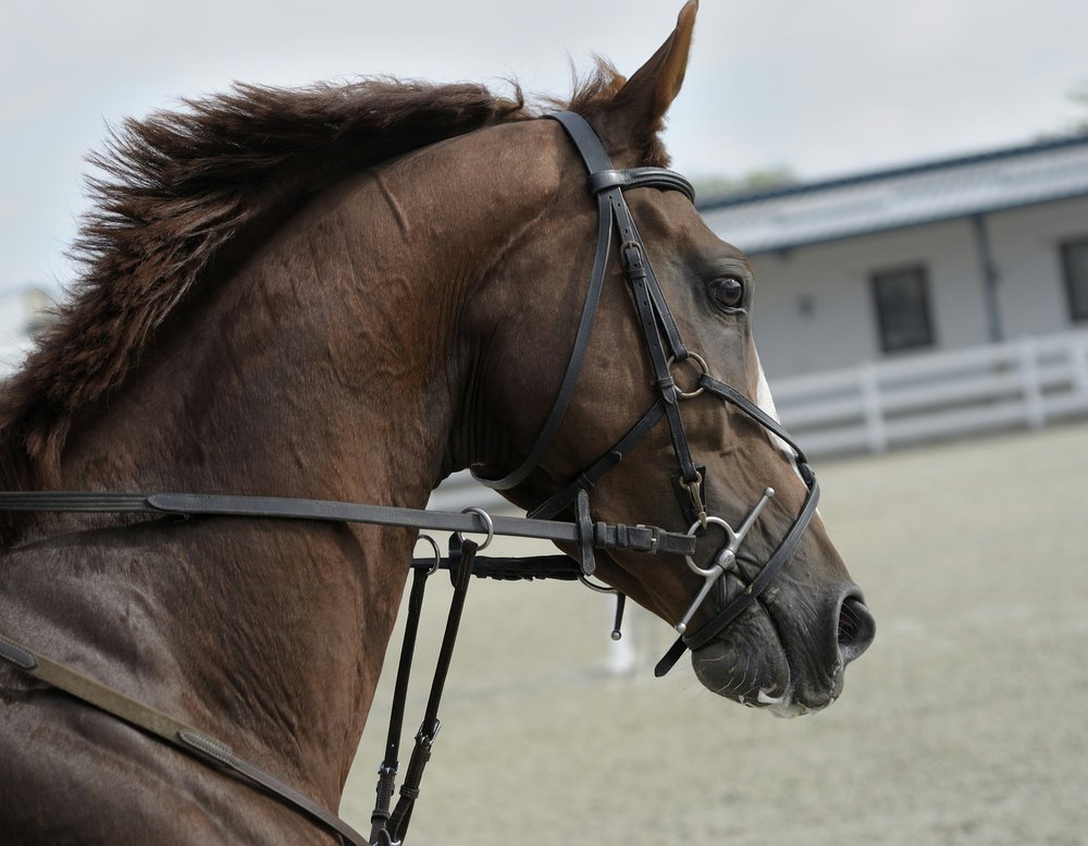 Up-close view of horse's face.