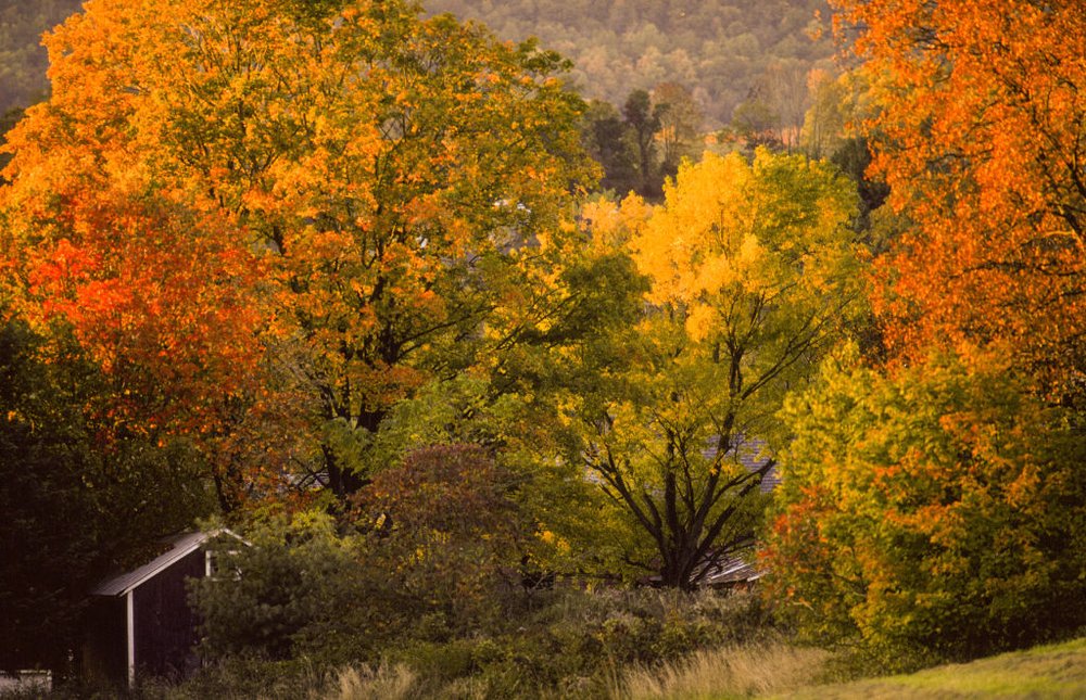 foliage in Wantage, New Jersey