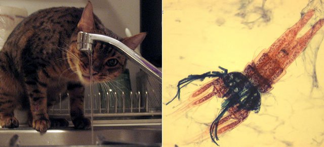 waternycshrimp.jpg