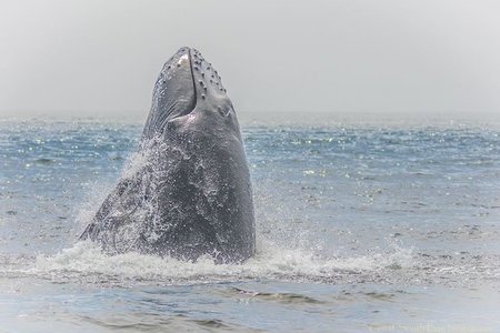 A whale spotted off Rockaway Beach in 2014.