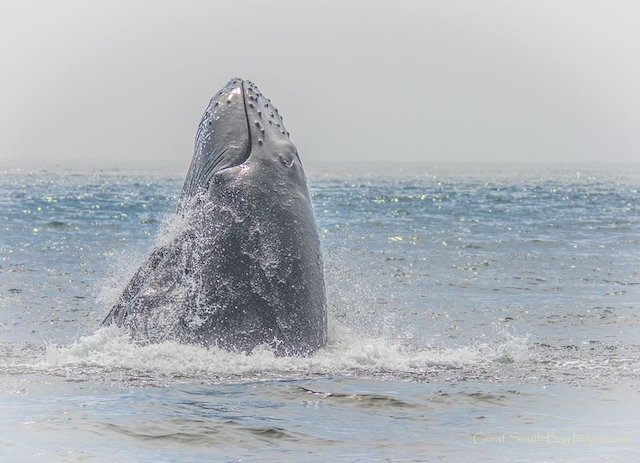 A whale spotted off Rockaway Beach in 2014.