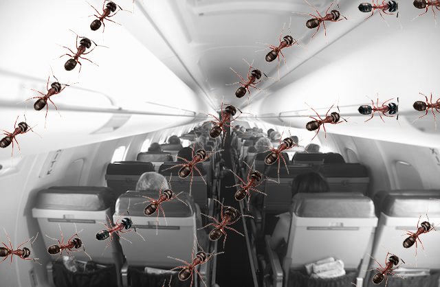 youneedtocalmdownabouttheants.jpg