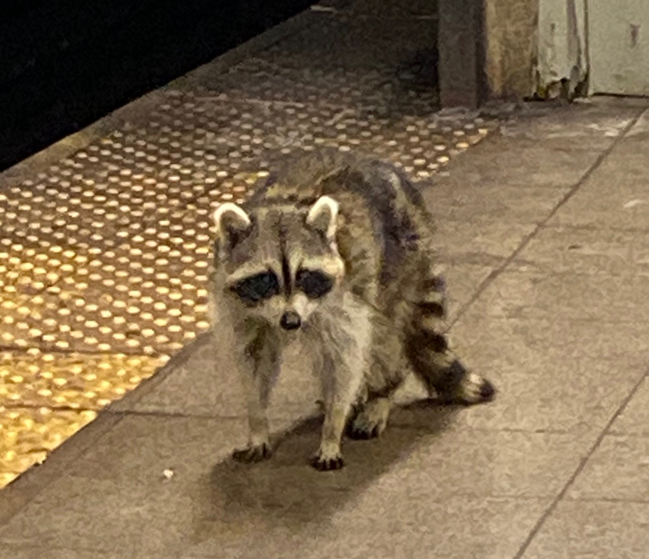 racoon $_57.JPG?set_id=8800005007