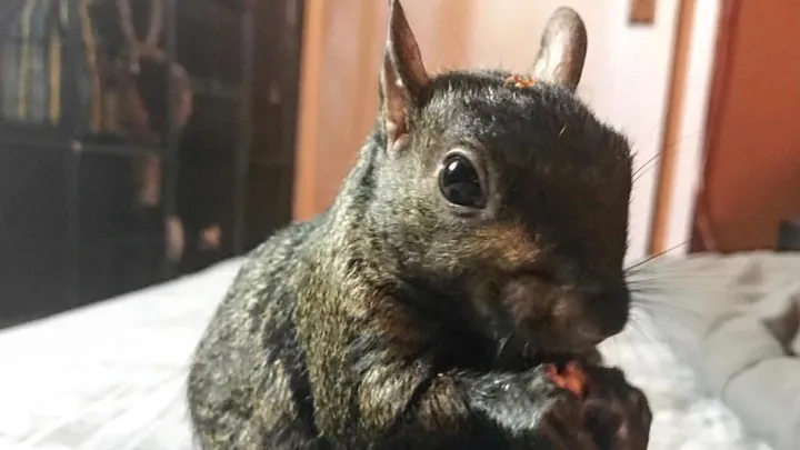 Tens of thousands of people are now rallying behind P’Nut the squirrel.