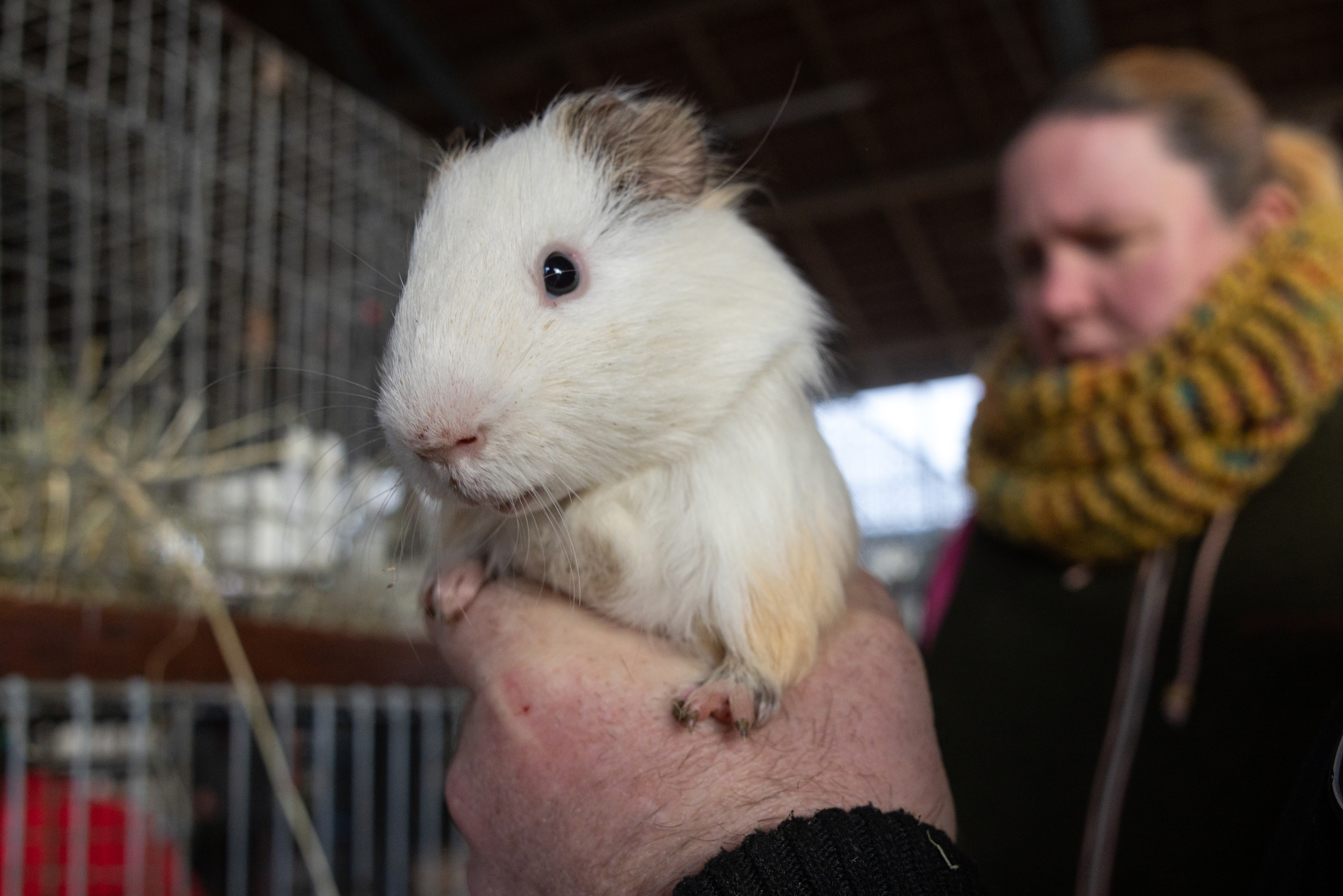 Pet stores that sell guinea pigs near me best sale