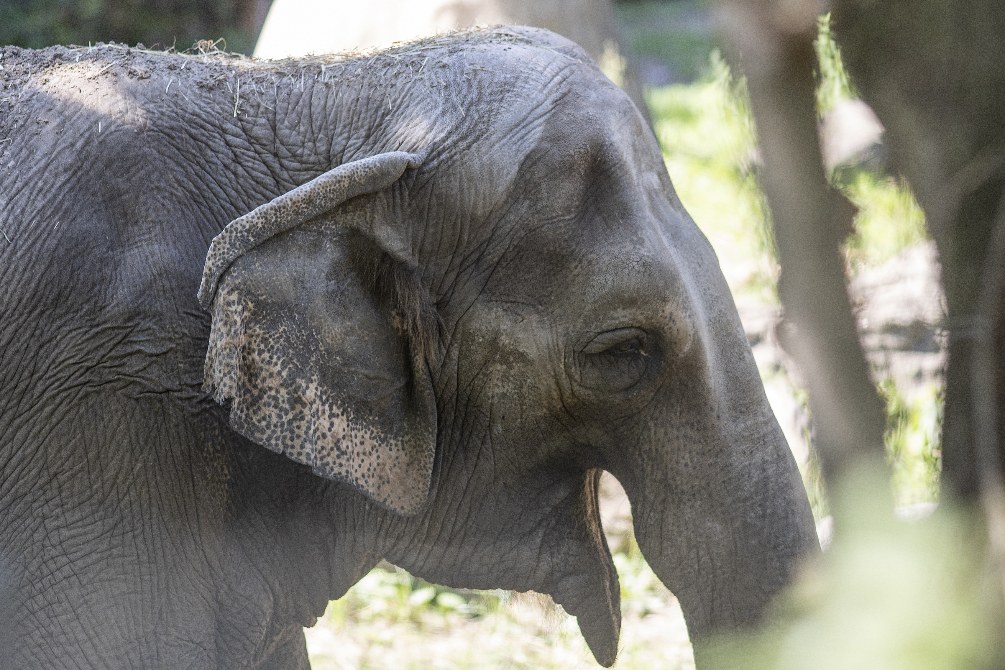 Happy, an Asian elephant in its enclosure on Sept. 14, 2022 at the Bronx Zoo.