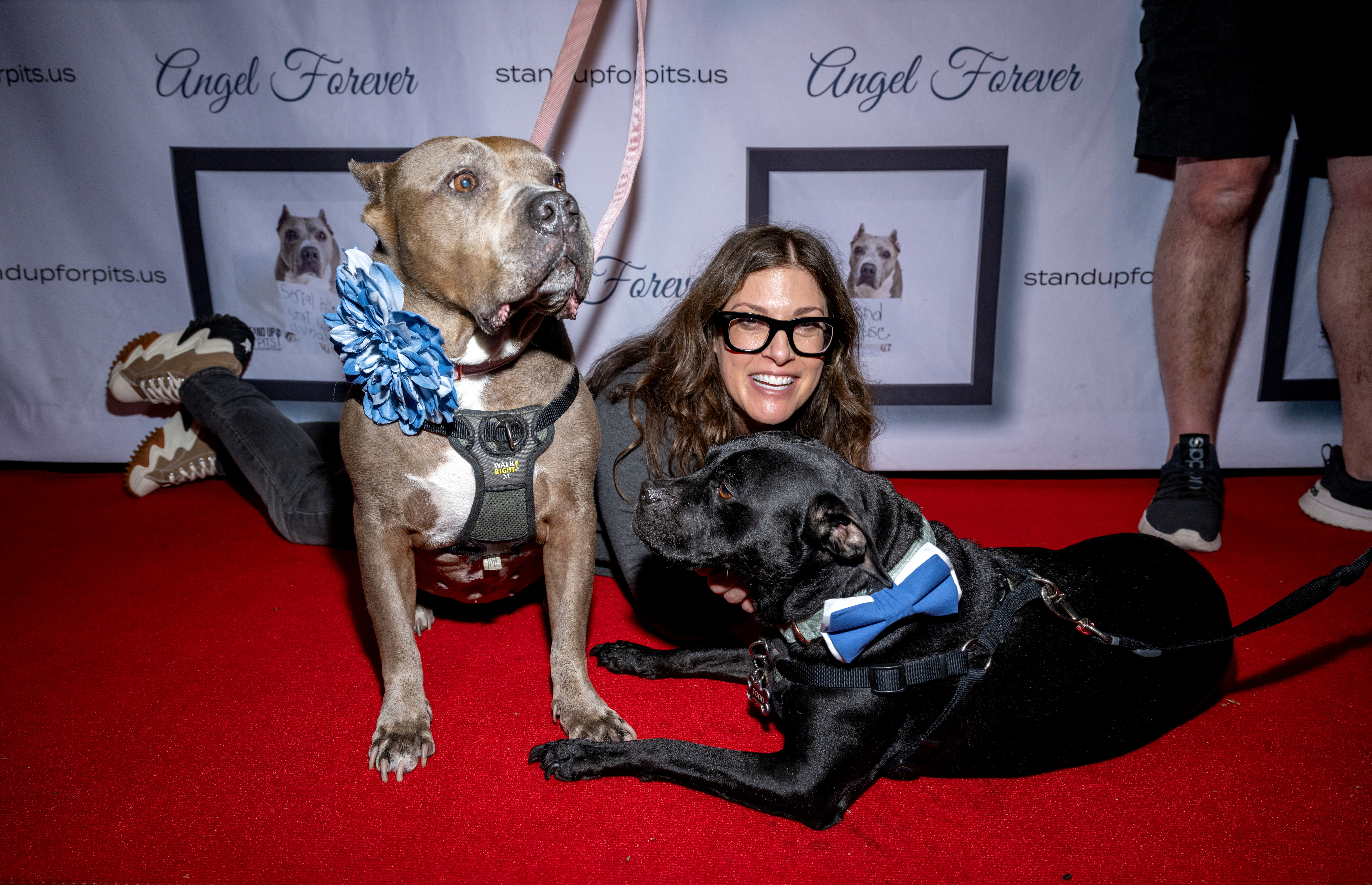 NYC celebrities rally to save pit bulls: ‘Things are worse now than they’ve ever been’