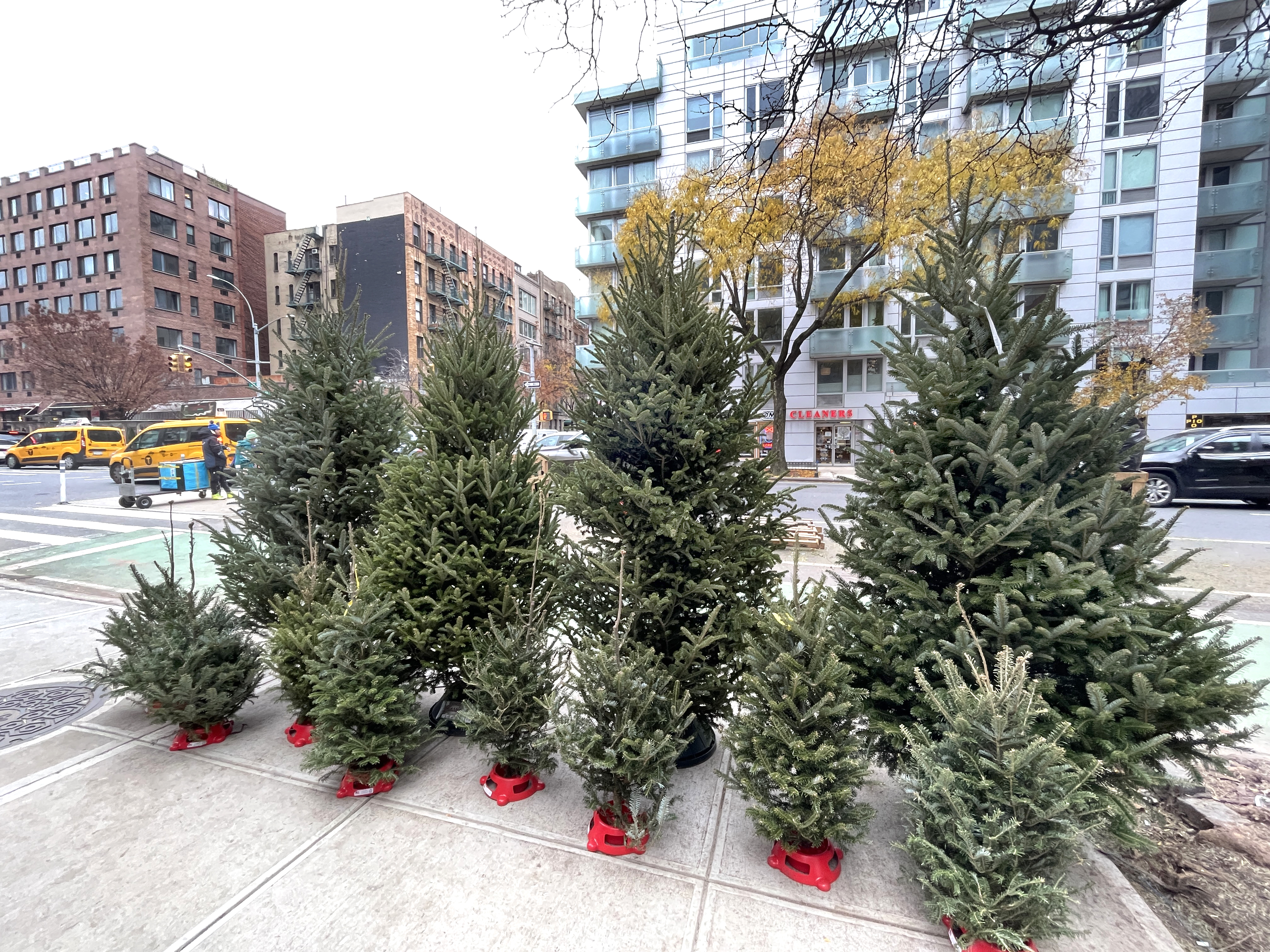 Christmas trees for sale in New York City on Dec. 6, 2023