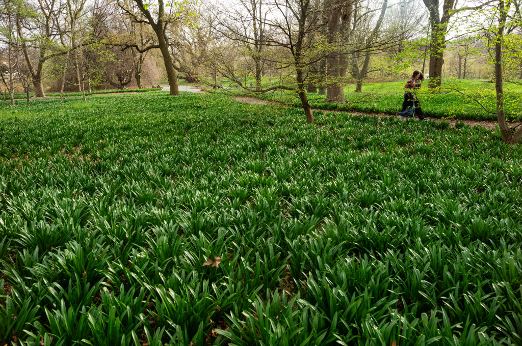 People walk through a path in the Brooklyn Botanic Garden on April 10, 2024.