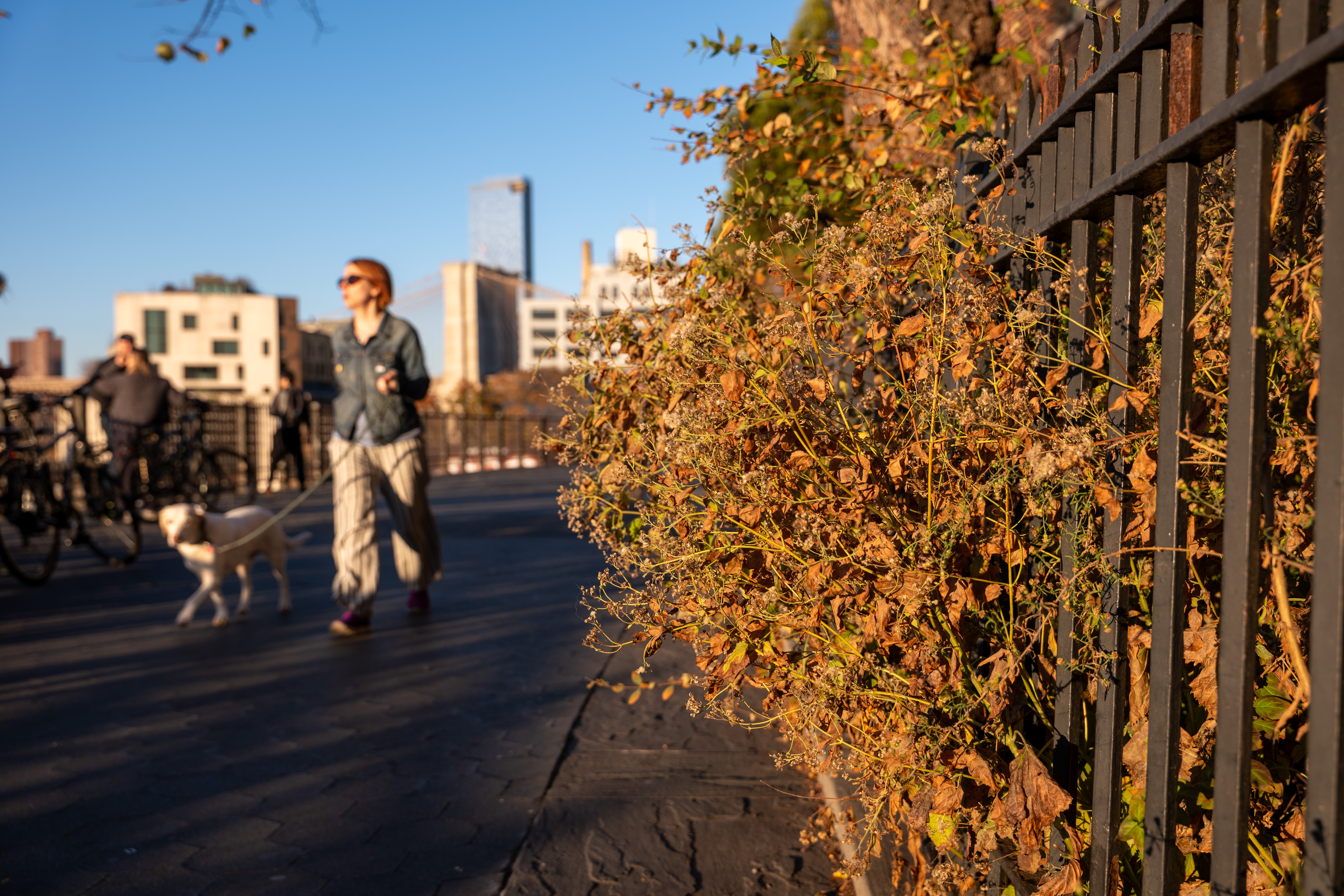 Someone walks their dog on the Brooklyn Heights Promenade as the city faces drought conditions on Nov. 15, 2024.