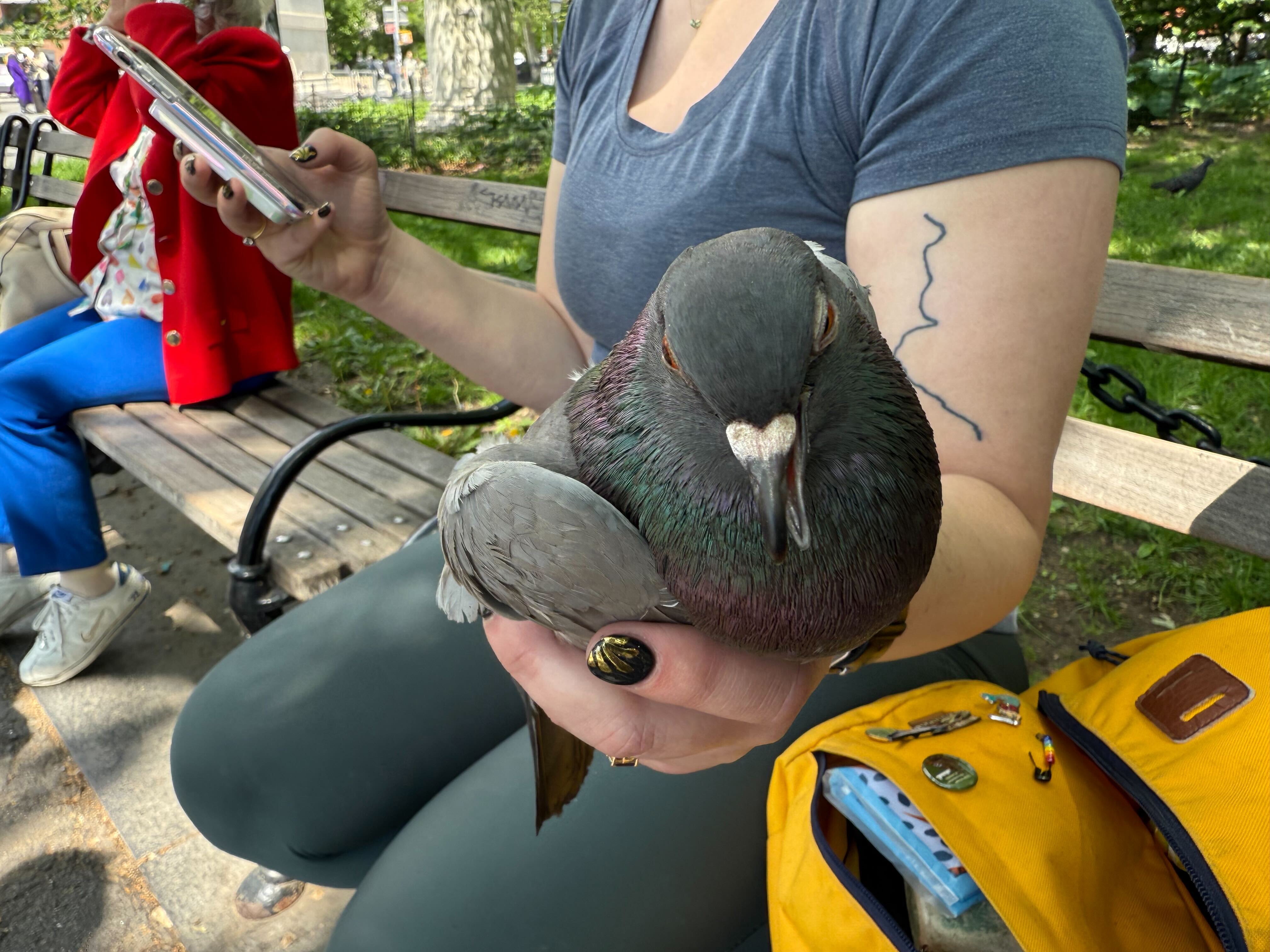 NYC has pigeon people, and people who poo-poo pigeons: Understanding rats with wings