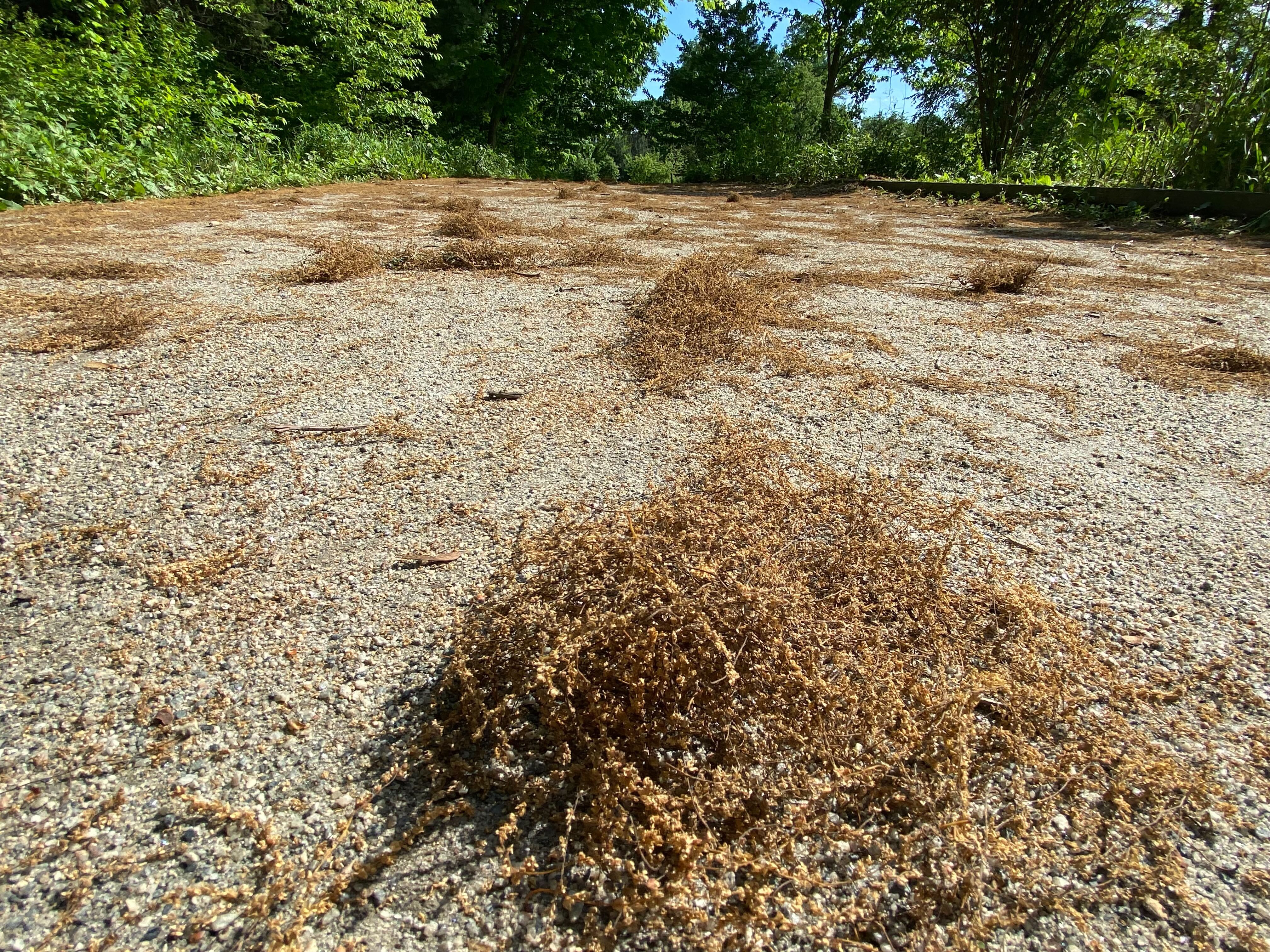 Is pollen relief on the horizon in NYC? Dont hold your breath just yet.