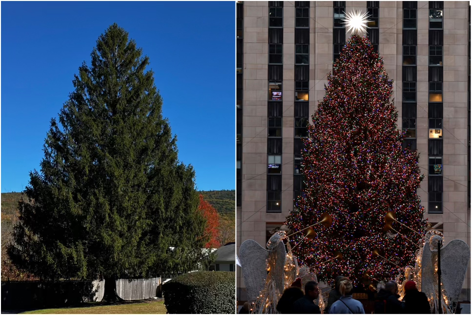 The 2024 tree (left) the first tree to hail from Massachusetts since 1959. At right, people look at the Rockefeller Center Christmas tree the morning after it was lit on Nov. 30, 2023.