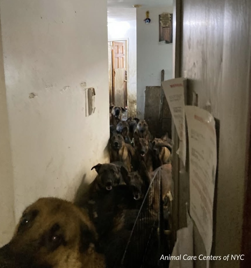 Man arrested for allegedly hoarding 40 dogs in Queens apartment, police say