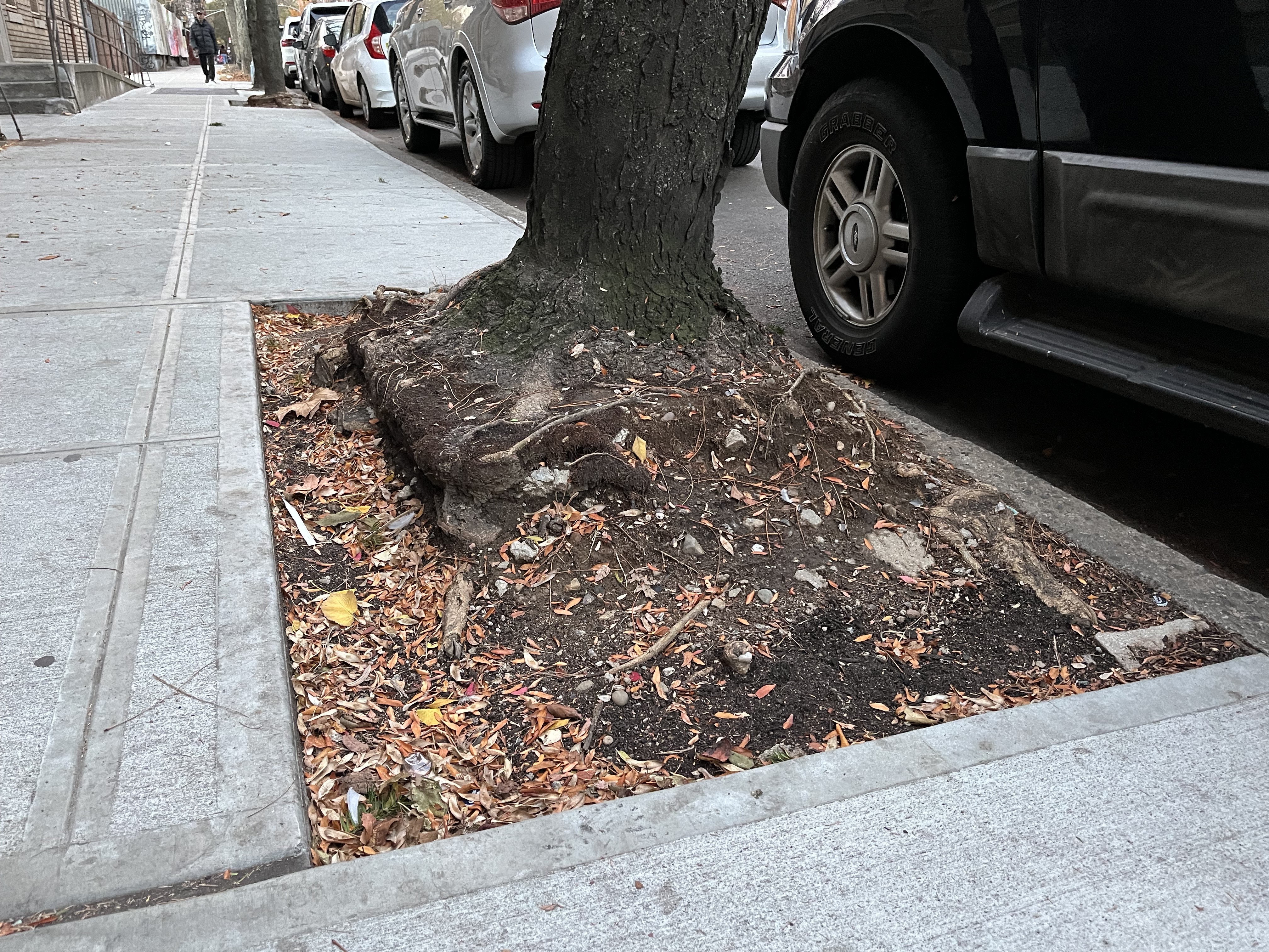 An eroded tree bed in a sidewalk.