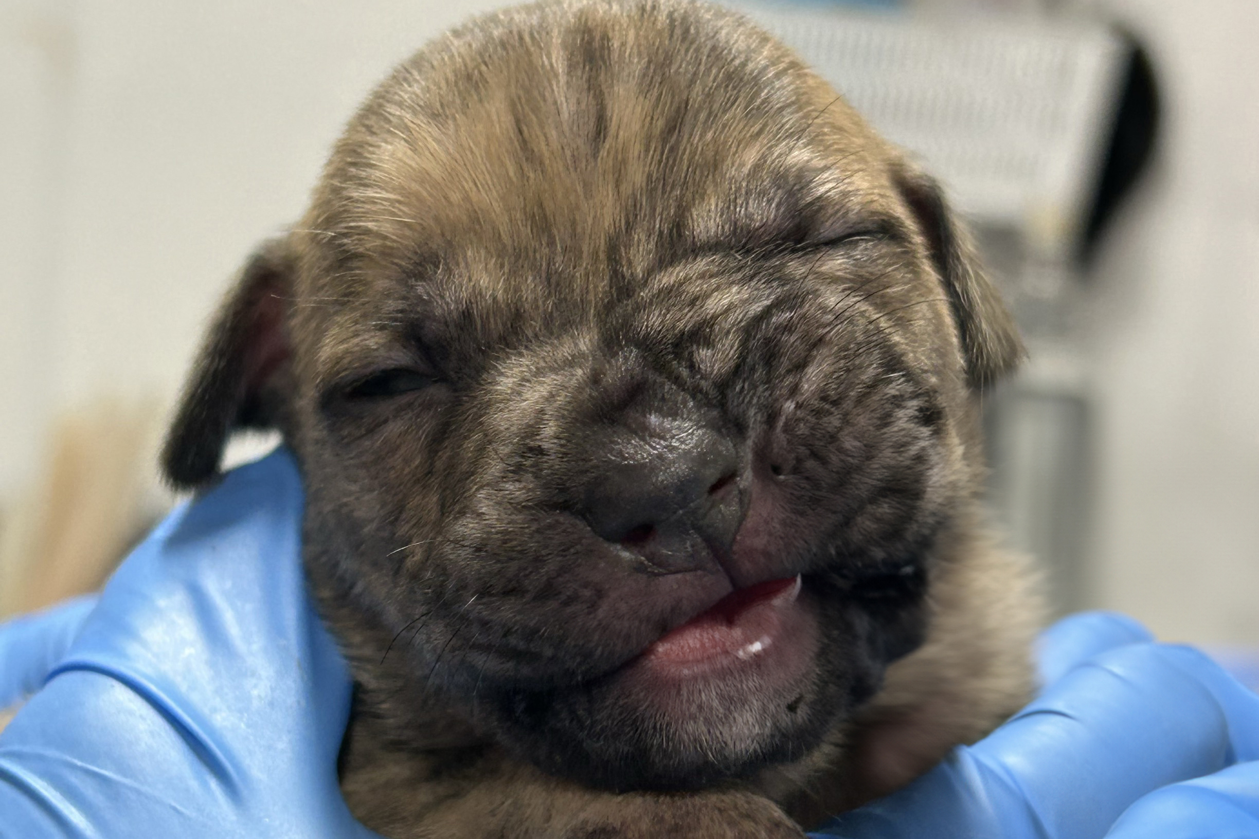 9 puppies found abandoned, freezing, starving in a bucket along NJ road
