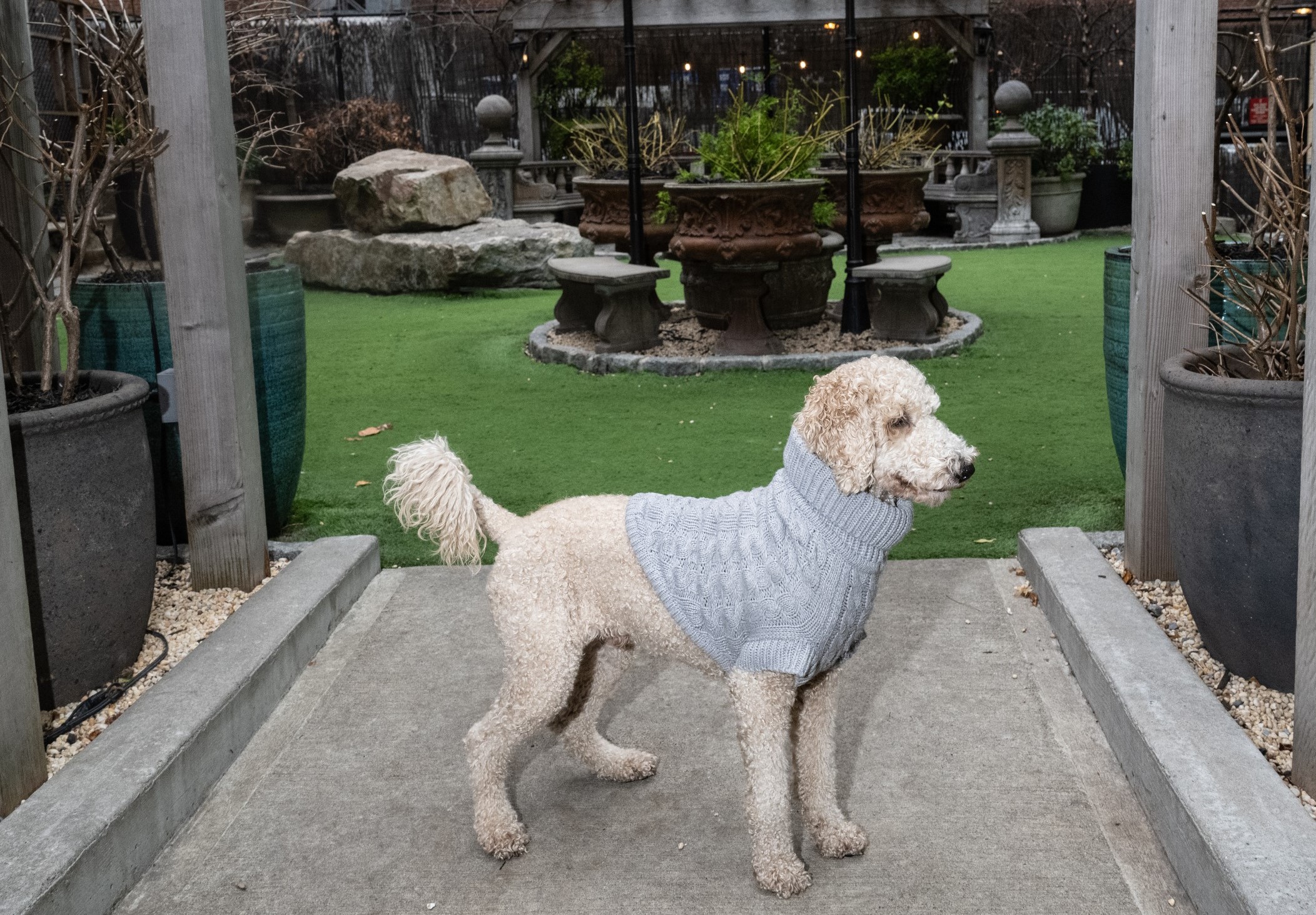 Luxury New York City clubs are catering to a new clientele: dogs