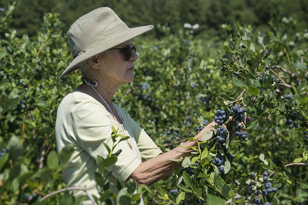 Extra Extra: No one does blueberries like New Jersey