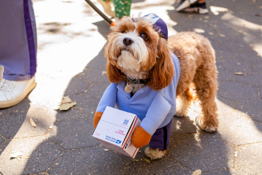 Early Addition: Long Island dogs vs. mail carriers
